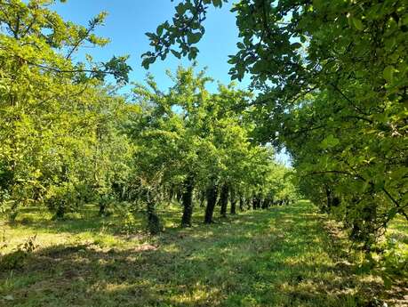 Balade gourmande, au verger