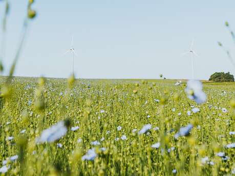 Sortie Nature : Grand jeu du Lin