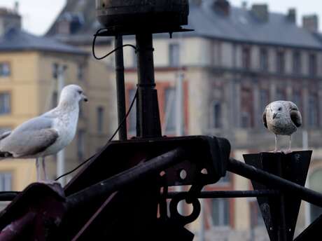 [Visite guidée] Briques, Goélands et pans de bois : histoire et faune du Pollet