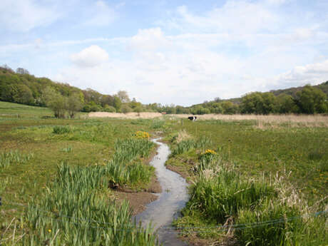 Sortie nature : Les étonnantes zones humides