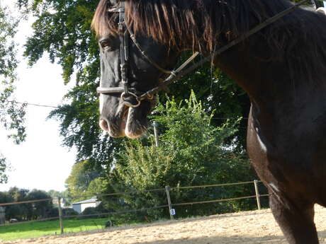 Après-midi découverte aux écuries des Grandes Plaines