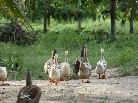 Ferme de Creppeville