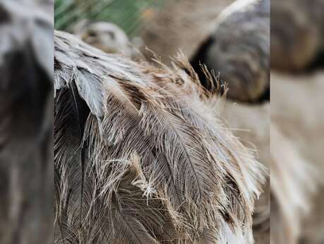 Empreintes, les animaux laissent leur trace