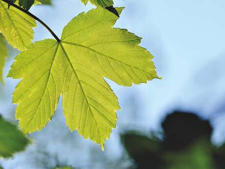 Le Monde Fabuleux des Érables