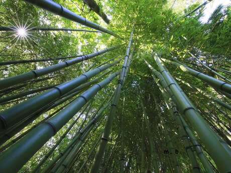 Visite guidée - Jardin jungle