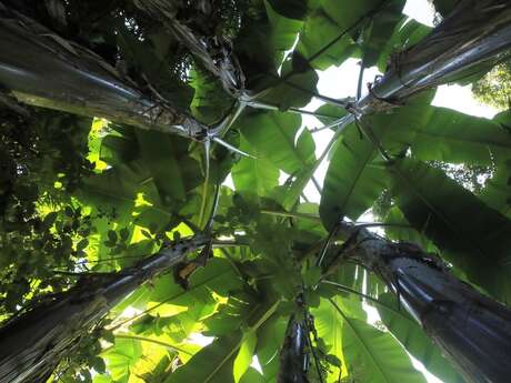 Visite guidée - Jardin jungle
