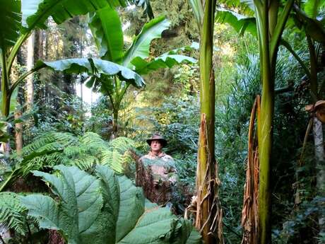Visite guidée - Jardin jungle