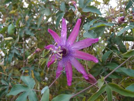 Visite guidée - Jardin jungle