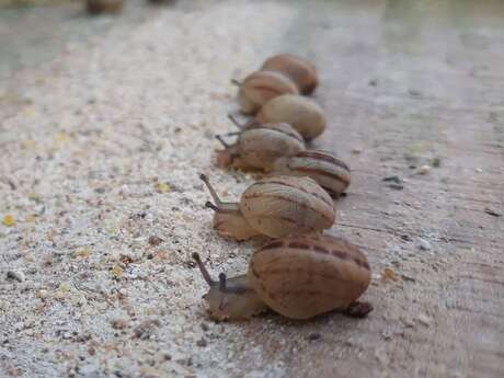 Les Escargots de Céline