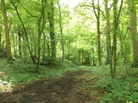 Sophro-promenade "Sérénité"