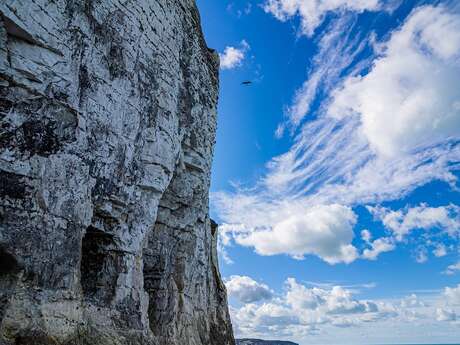 [Sortie Nature] Falaises vivantes à Dieppe