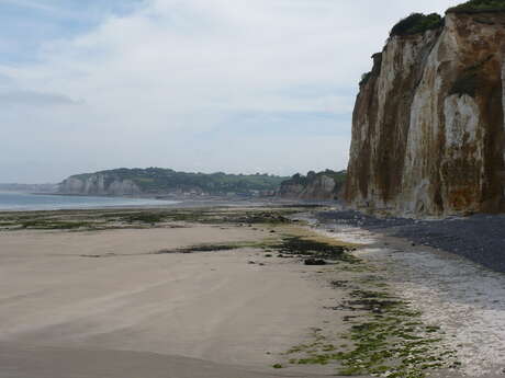 [Sortie Nature] Faune et flore du littoral à Dieppe