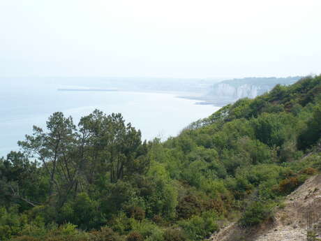 [Sortie Nature] Faune et flore du littoral à Dieppe