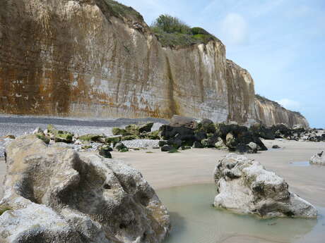 [Sortie Littoral] Faune et flore du littoral à Ste Marguerite