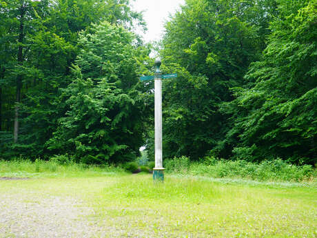 Opération "Forêt propre"