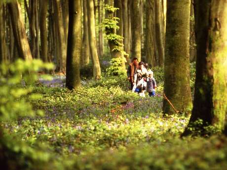 Les insolites de la forêt d'Eu