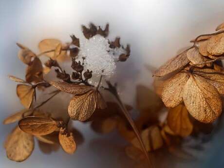 Atelier : fleurs séchées