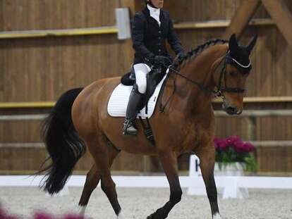 Concours régional de dressage - Haras du Loup