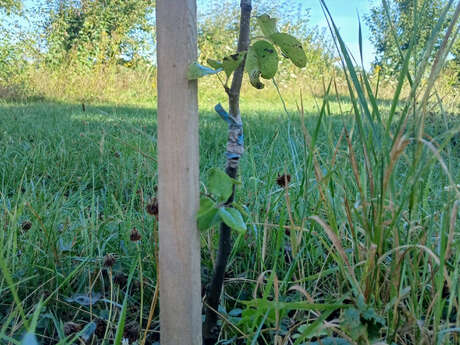 Atelier de greffage sur table d’arbres fruitiers