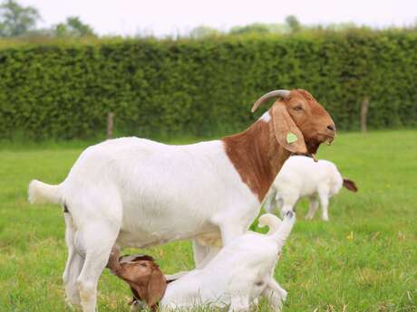 Visite pédagogique - Chèvrerie les Boers Brayonnes