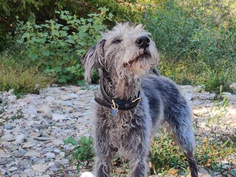 [Initiation] Premier secours canins et félins