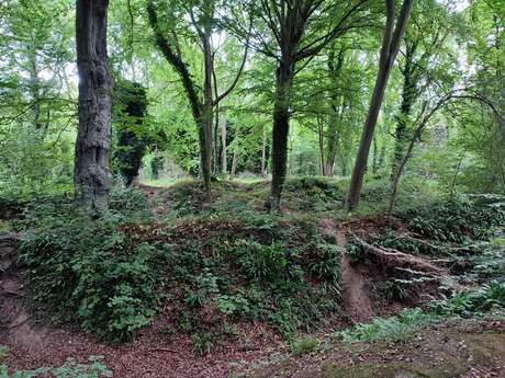 [Balade nature] Le sentier aux arbres du Bois de Bernouville