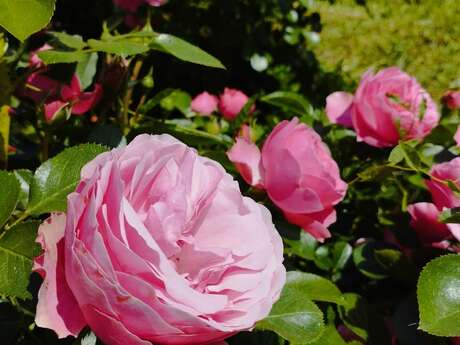 Tous au jardin