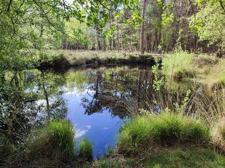 [Balade nature] Mares et zones humides autour du Cap d'Ailly