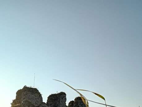 [Sortie nature] Biodiversité autour du Château d’Arques