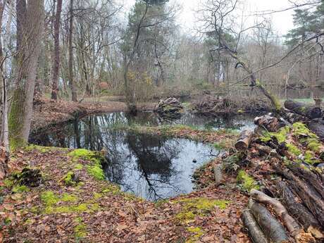 [Sortie nature] Le réveil du bois des communes