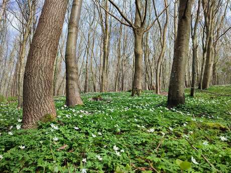 [Balade nature] Renaissance au Bois de Bernouville