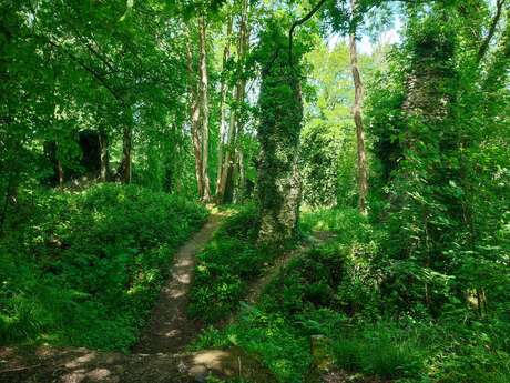 [Balade nature] Le Petit peuple du Bois de Bernouville