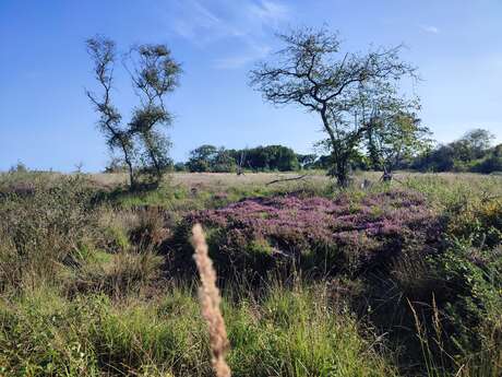 [Balade nature] Terre et Mer autour du Cap d'Ailly
