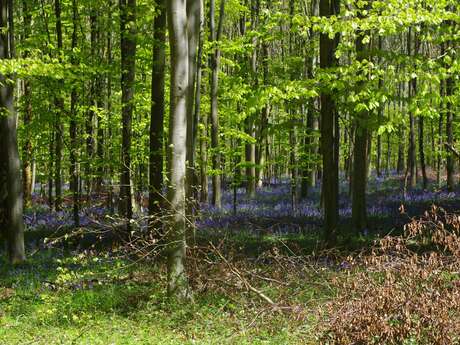 Les mille visages de la forêt d'Eu