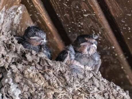 Inventaire participatif des nids d'hirondelles