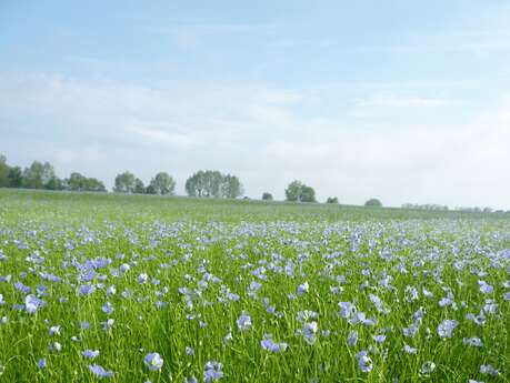 Randonnée apéro au coeur des champs de lin