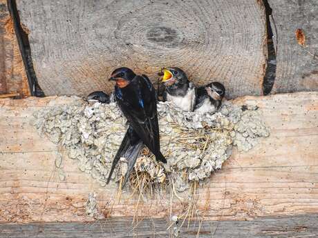 [Sortie Nature] La vie sauvage des bâtiments