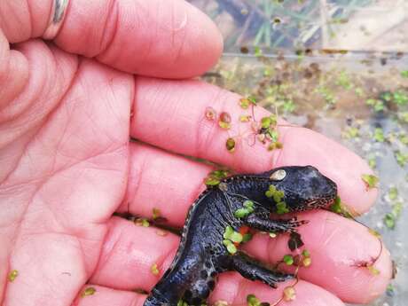 [Ateliers familles] Découverte de la mare