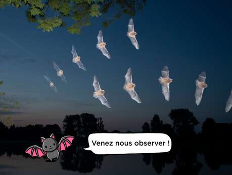 Nuit de la chauve souris