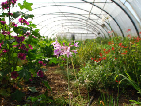L'Explorateur : Le Champ des comestibles - Des fleurs dans votre assiette !
