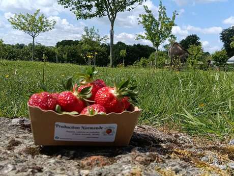 Les Fruits des près