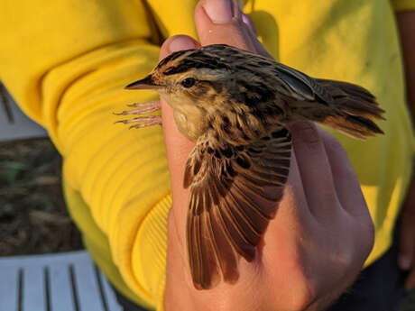 Sortie nature : Nez à bec, rencontre avec les oiseaux des roseaux