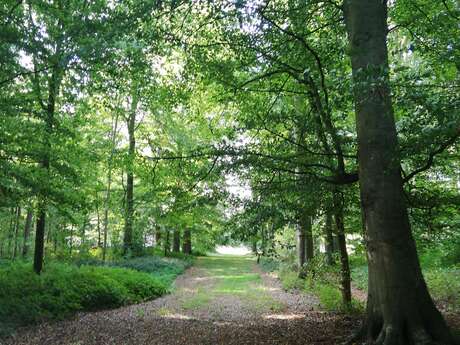 [Les mercredis de la biodiversité] Les secrets  des arbres de Miromesnil