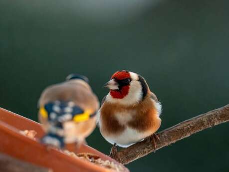 Les oiseux enchantent votre jardin