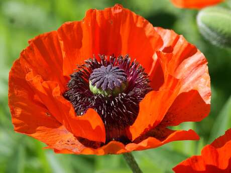 [Balade Nature] Les prairies en fête ! fleurs et insectes