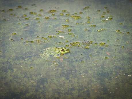 Le concert des grenouilles