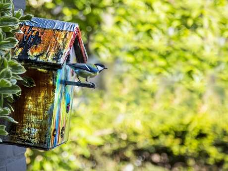 Atelier : Oiseaux et nichoirs