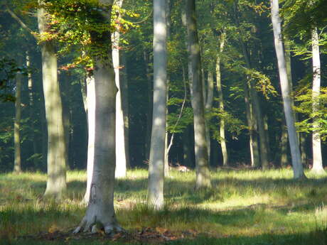 Bois du Roule