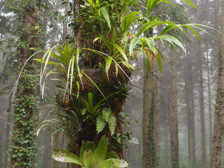 Visite guidée - Jardin jungle
