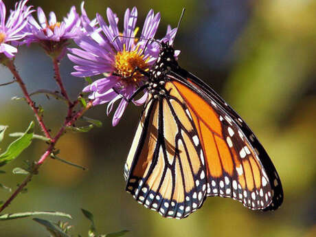 Sortie nature : Opération papillons